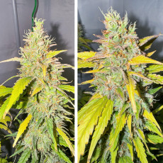 Comprar semillas de cannabis Auto Candy Bubatz XL® | Dutch Passion ES Comprar semillas de cannabis Auto Candy Bubatz XL® | Dutch Passion ES