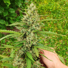 Покупайте феминизированные семена CBD Mazar® | Dutch Passion Покупайте феминизированные семена CBD Mazar® | Dutch Passion