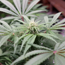 Покупайте феминизированные семена CBD Mazar® | Dutch Passion Покупайте феминизированные семена CBD Mazar® | Dutch Passion
