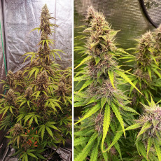 Feminizowane nasiona Auto SFV OG® | Dutch Passion PL Feminizowane nasiona Auto SFV OG® | Dutch Passion PL