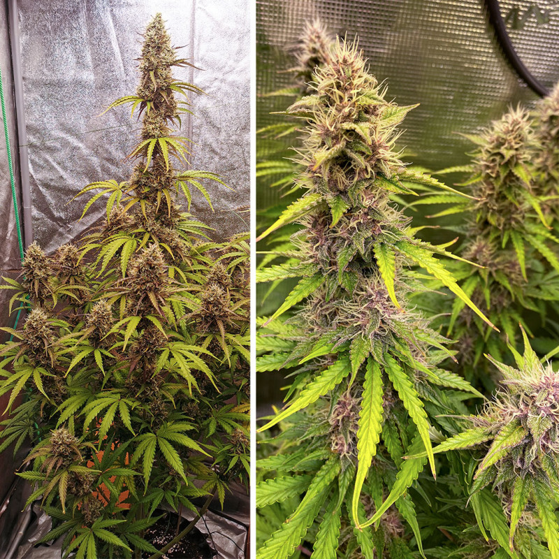 Feminizowane nasiona Auto SFV OG® | Dutch Passion PL Feminizowane nasiona Auto SFV OG® | Dutch Passion PL