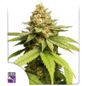 Acquistate i semi di cannabis di Green Papaya di SSSC | Dutch Passion