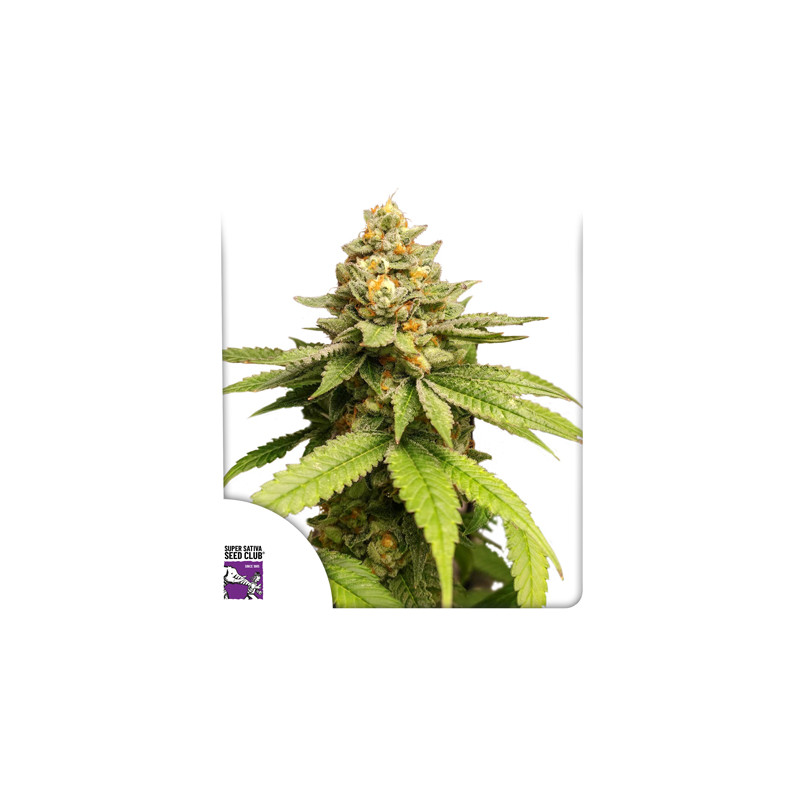 Acquistate i semi di cannabis di Green Papaya di SSSC | Dutch Passion