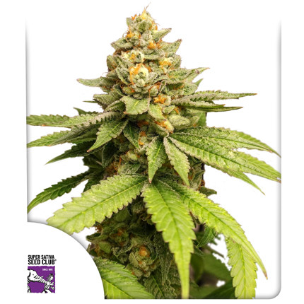 Acquistate i semi di cannabis di Green Papaya di SSSC | Dutch Passion