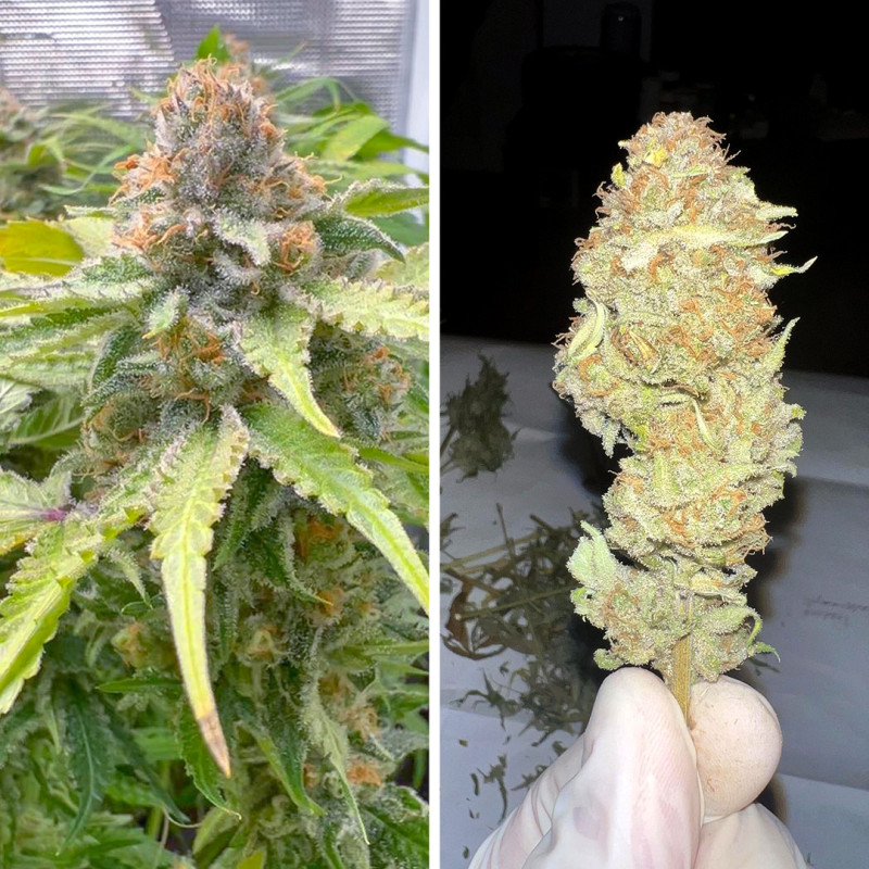 Acquistate i semi di cannabis di Green Papaya di SSSC | Dutch Passion Acquistate i semi di cannabis di Green Papaya di SSSC | Dutch Passion
