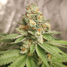 Acquistate i semi di cannabis di Green Papaya di SSSC | Dutch Passion Acquistate i semi di cannabis di Green Papaya di SSSC | Dutch Passion