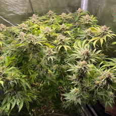Acquistate i semi di cannabis di Green Papaya di SSSC | Dutch Passion Acquistate i semi di cannabis di Green Papaya di SSSC | Dutch Passion