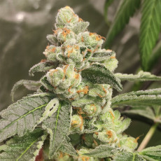 Acquistate i semi di cannabis di Green Papaya di SSSC | Dutch Passion Acquistate i semi di cannabis di Green Papaya di SSSC | Dutch Passion