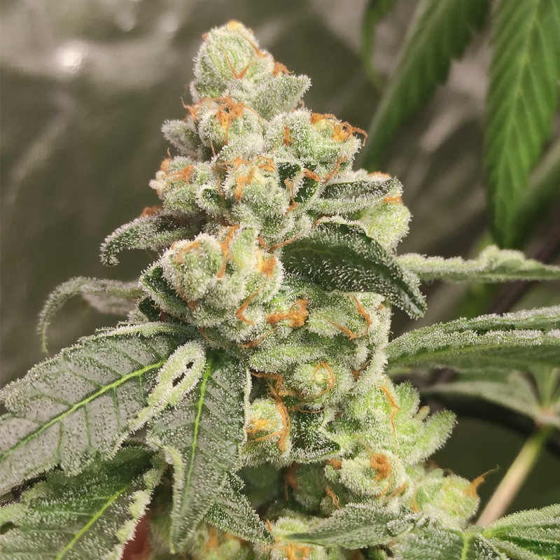 Acquistate i semi di cannabis di Green Papaya di SSSC | Dutch Passion Acquistate i semi di cannabis di Green Papaya di SSSC | Dutch Passion