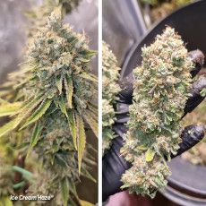 Buy Ice Cream Haze® Cannabis Seeds | Dutch Passion UK Buy Ice Cream Haze® Cannabis Seeds | Dutch Passion UK