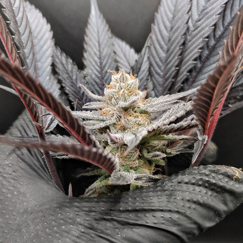 Semi di cannabis Blue Zushi | Dutch Passion IT Semi di cannabis Blue Zushi | Dutch Passion IT