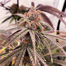 Semi di cannabis Blue Zushi | Dutch Passion IT Semi di cannabis Blue Zushi | Dutch Passion IT
