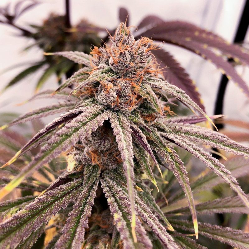 Semi di cannabis Blue Zushi | Dutch Passion IT Semi di cannabis Blue Zushi | Dutch Passion IT