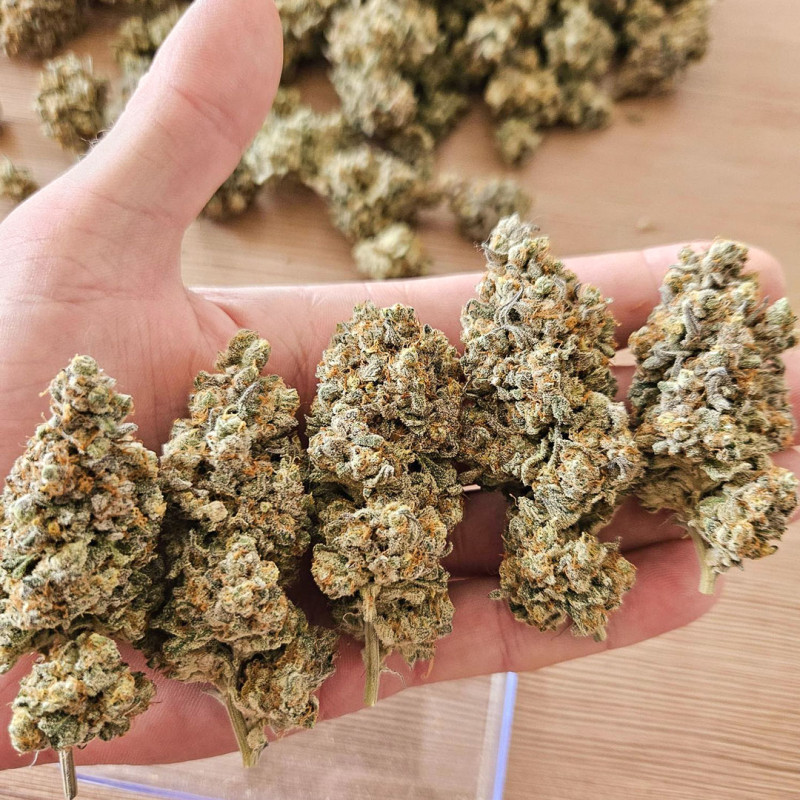 Koop Melonade Runtz ® Gefeminiseerde Zaden | Dutch Passion NL Koop Melonade Runtz ® Gefeminiseerde Zaden | Dutch Passion NL