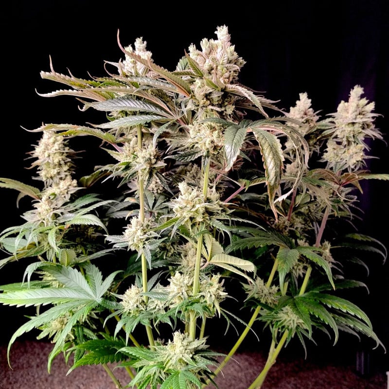 『lemon』 Buy Lemon Z® Feminised Seeds | Dutch Passion UK