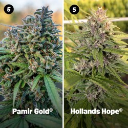 Outdoor Feminised Cannabis Seeds Package Deal | Dutch Passion Outdoor Feminised Cannabis Seeds Package Deal | Dutch Passion