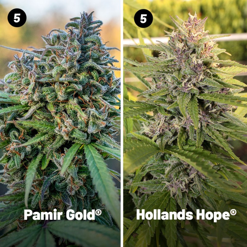 Outdoor Feminised Cannabis Seeds Package Deal | Dutch Passion Outdoor Feminised Cannabis Seeds Package Deal | Dutch Passion