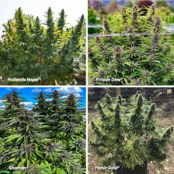 Outdoor Feminised Cannabis Seeds Package Deal | Dutch Passion Outdoor Feminised Cannabis Seeds Package Deal | Dutch Passion