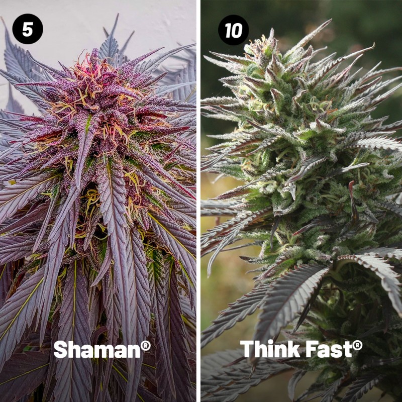 Outdoor Feminised Cannabis Seeds Package Deal | Dutch Passion Outdoor Feminised Cannabis Seeds Package Deal | Dutch Passion