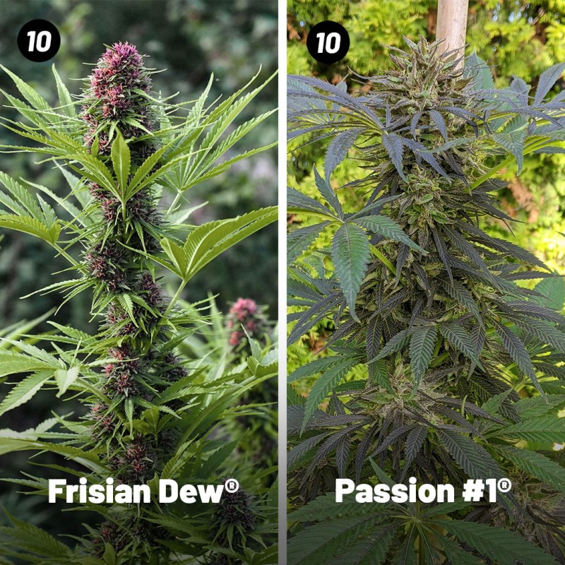 Outdoor Feminised Cannabis Seeds Package Deal | Dutch Passion Outdoor Feminised Cannabis Seeds Package Deal | Dutch Passion