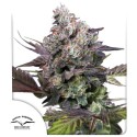 Kup nasiona konopi Candy Bubatz XL® | Dutch Passion PL