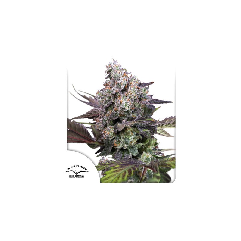Kup nasiona konopi Candy Bubatz XL® | Dutch Passion PL
