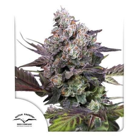 Buy Candy Bubatz XL® Cannabis Seeds | Dutch Passion UK