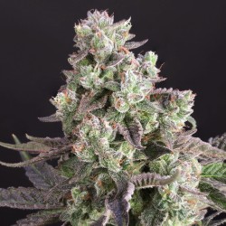 Buy Candy Bubatz XL® Cannabis Seeds | Dutch Passion UK Buy Candy Bubatz XL® Cannabis Seeds | Dutch Passion UK