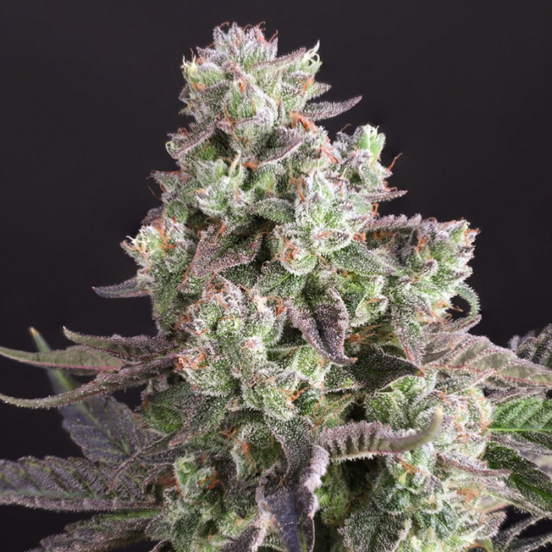 Buy Candy Bubatz XL® Cannabis Seeds | Dutch Passion UK Buy Candy Bubatz XL® Cannabis Seeds | Dutch Passion UK