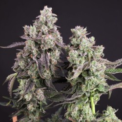 Buy Candy Bubatz XL® Cannabis Seeds | Dutch Passion UK Buy Candy Bubatz XL® Cannabis Seeds | Dutch Passion UK