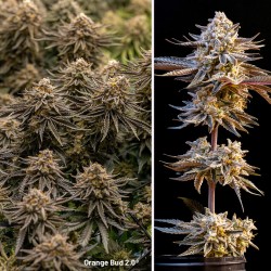 【強体感】夢の端OrangeBud H4CBH 1ml オレンジバッド2 強体感】夢の端OrangeBud H4CBH 1ml オレンジバッド2 Orange Bud