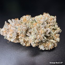 Feminisierte Orange Bud 2.0® Samen kaufen | Dutch Passion DE