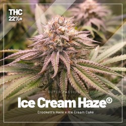 Acquistate il trial pack dei semi di cannabis femminizzati con un contenuto di THC elevato | Dutch Passion Acquistate il trial pack dei semi di cannabis femminizzati con un contenuto di THC elevato | Dutch Passion