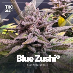 Acquistate il trial pack dei semi di cannabis femminizzati con un contenuto di THC elevato | Dutch Passion Acquistate il trial pack dei semi di cannabis femminizzati con un contenuto di THC elevato | Dutch Passion