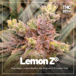 Acquistate il trial pack dei semi di cannabis femminizzati con un contenuto di THC elevato | Dutch Passion Acquistate il trial pack dei semi di cannabis femminizzati con un contenuto di THC elevato | Dutch Passion
