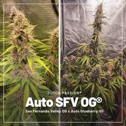 Acquistate il vostro pacchetto di prova di semi di cannabis autofiorenti | Dutch Passion IT Acquistate il vostro pacchetto di prova di semi di cannabis autofiorenti | Dutch Passion IT