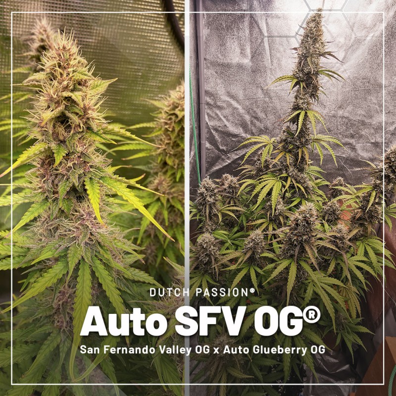 Acquistate il vostro pacchetto di prova di semi di cannabis autofiorenti | Dutch Passion IT Acquistate il vostro pacchetto di prova di semi di cannabis autofiorenti | Dutch Passion IT