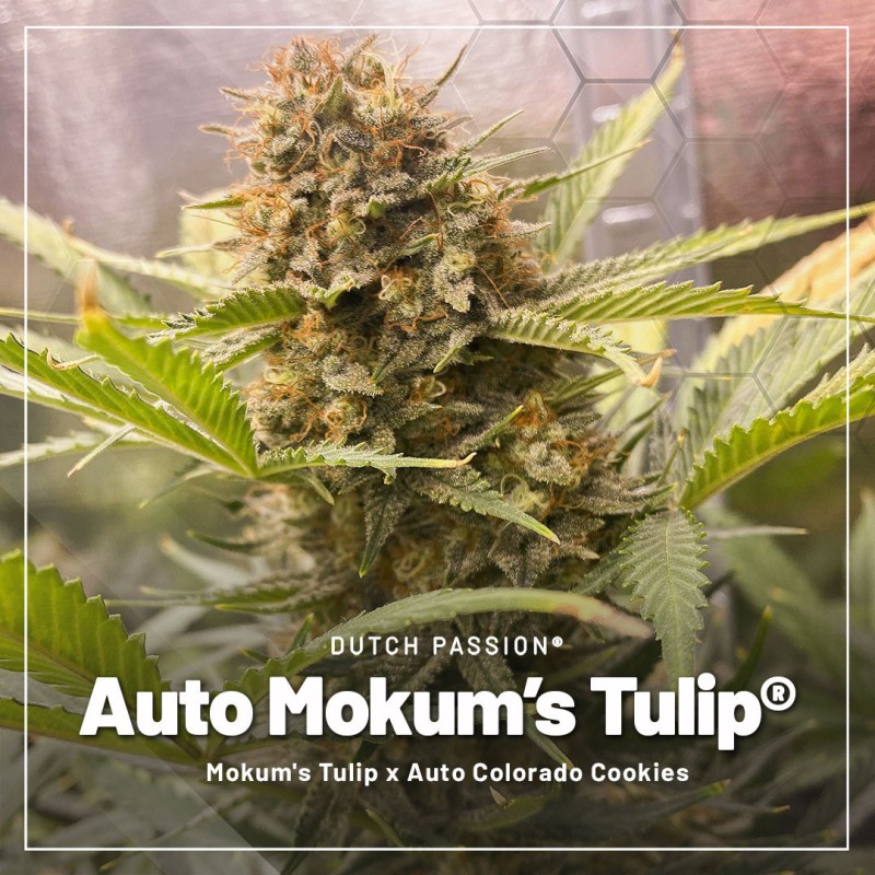 Acquistate il vostro pacchetto di prova di semi di cannabis autofiorenti | Dutch Passion IT Acquistate il vostro pacchetto di prova di semi di cannabis autofiorenti | Dutch Passion IT