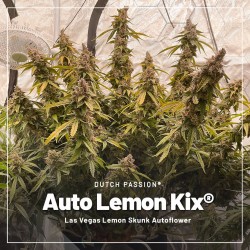 Acquistate il vostro pacchetto di prova di semi di cannabis autofiorenti | Dutch Passion IT Acquistate il vostro pacchetto di prova di semi di cannabis autofiorenti | Dutch Passion IT