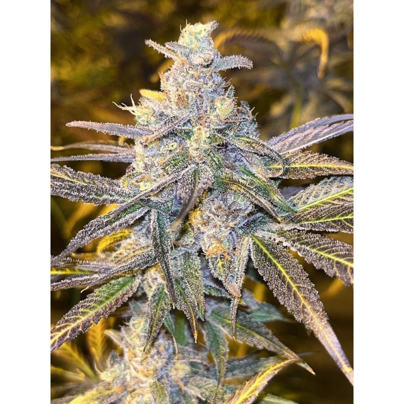 Semillas de cannabis feminizadas Frozen Biscotti | Dutch Passion ES Semillas de cannabis feminizadas Frozen Biscotti | Dutch Passion ES
