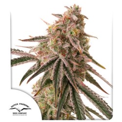 Semillas de cannabis feminizadas Frozen Biscotti | Dutch Passion ES Semillas de cannabis feminizadas Frozen Biscotti | Dutch Passion ES