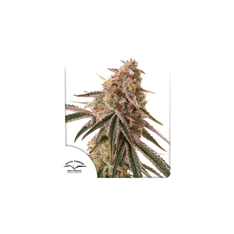 Semi di cannabis femminizzati di Frozen Biscotti | Dutch Passion IT