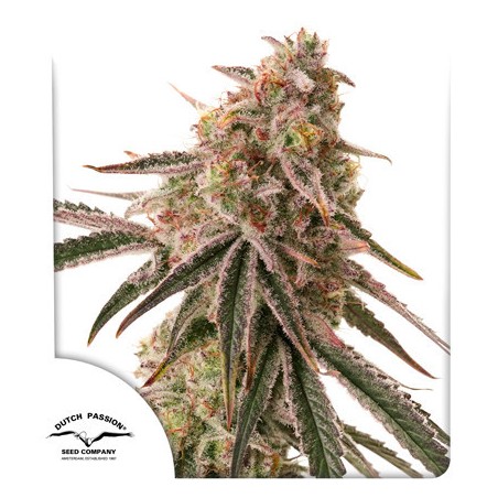 Semi di cannabis femminizzati di Frozen Biscotti | Dutch Passion IT