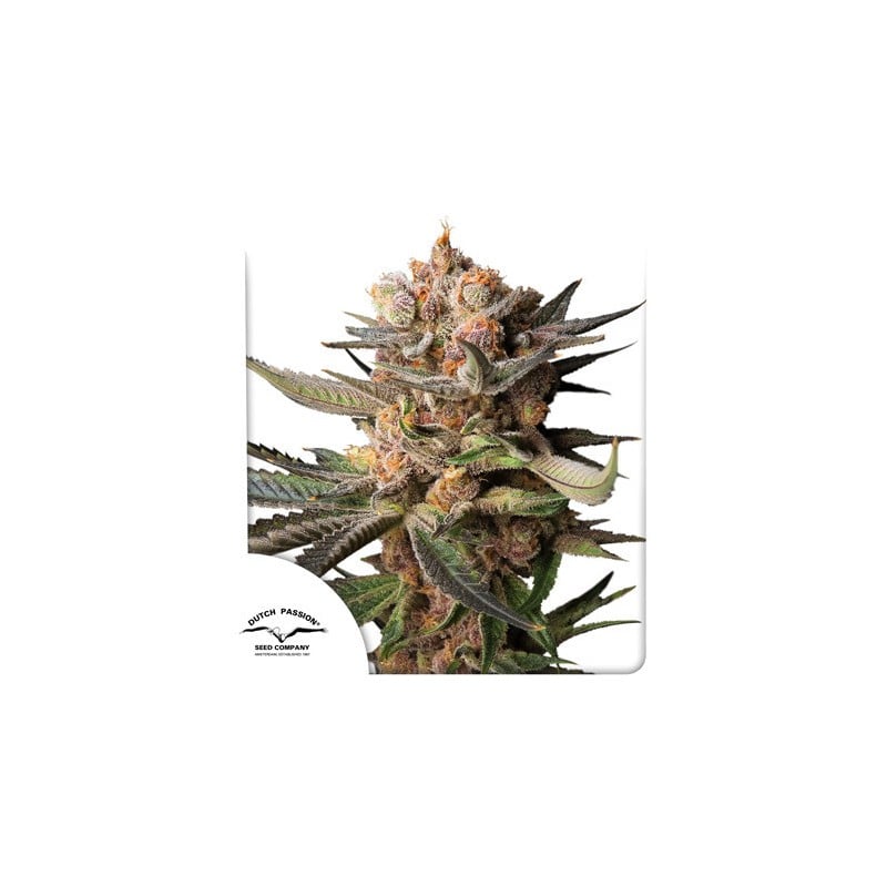 Semi di Cannabis di Auto Frozen Biscotti | Dutch Passion IT