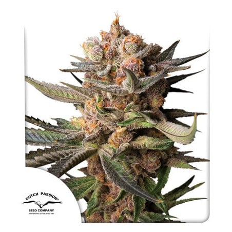 Semi di Cannabis di Auto Frozen Biscotti | Dutch Passion IT