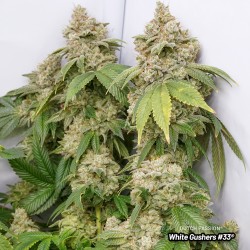 White Gushers #33 White Gushers #33