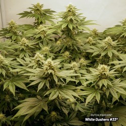 White Gushers #33 White Gushers #33