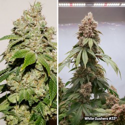 White Gushers #33 White Gushers #33
