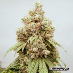 White Gushers #33 White Gushers #33