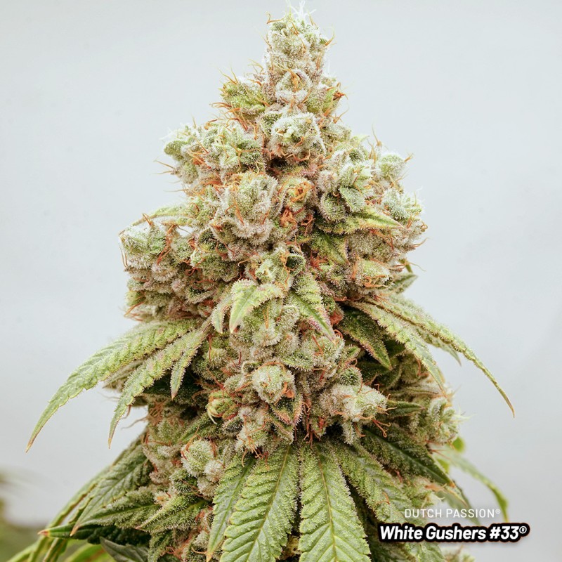 White Gushers #33 White Gushers #33